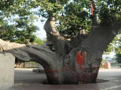 Kalpavriksha Tree, Bilara, Rajasthan